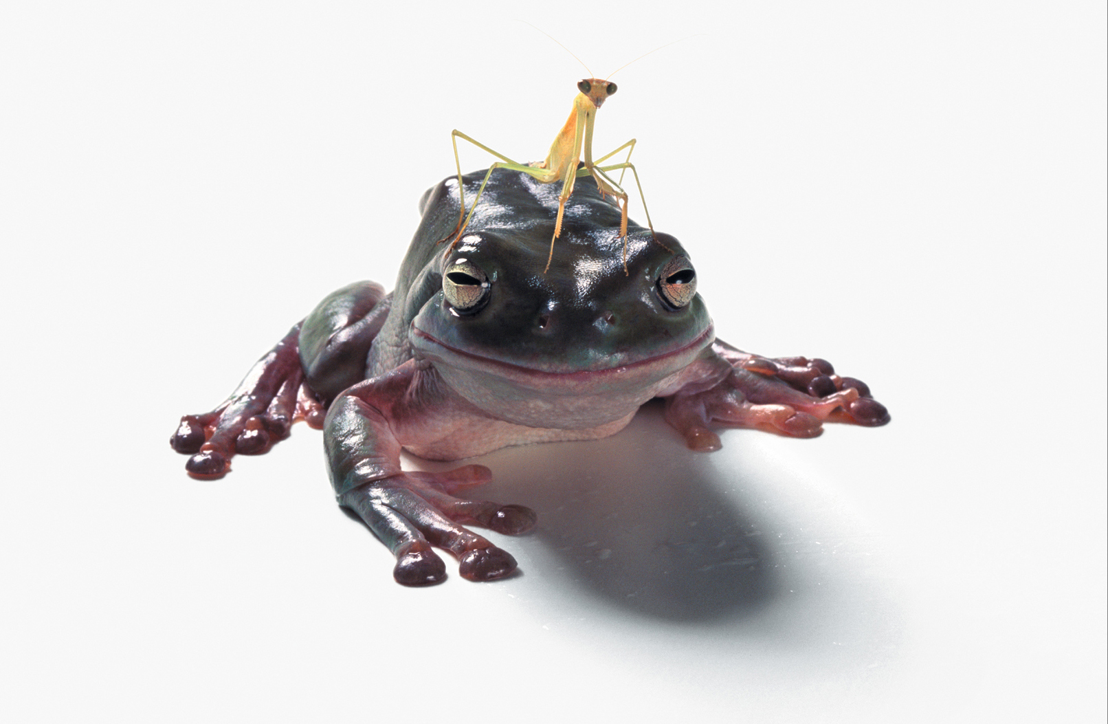 A praying mantis sits on the head of a frog