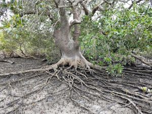 A photo of a tree with pronounced roots